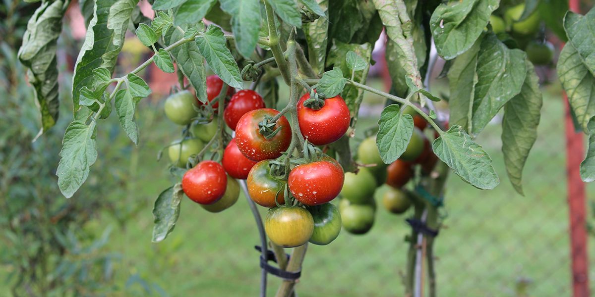 Origine et histoire de la tomate !