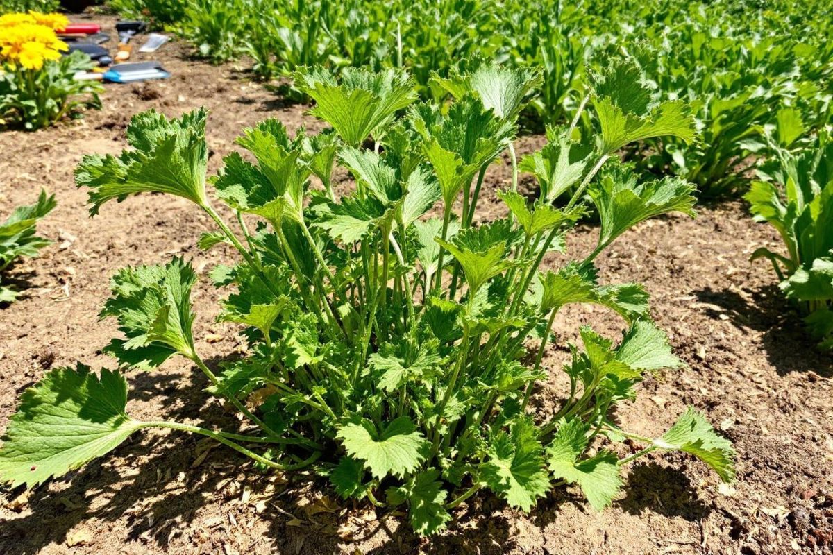 Les secrets du panais pour un potager durable face à la sécheresse