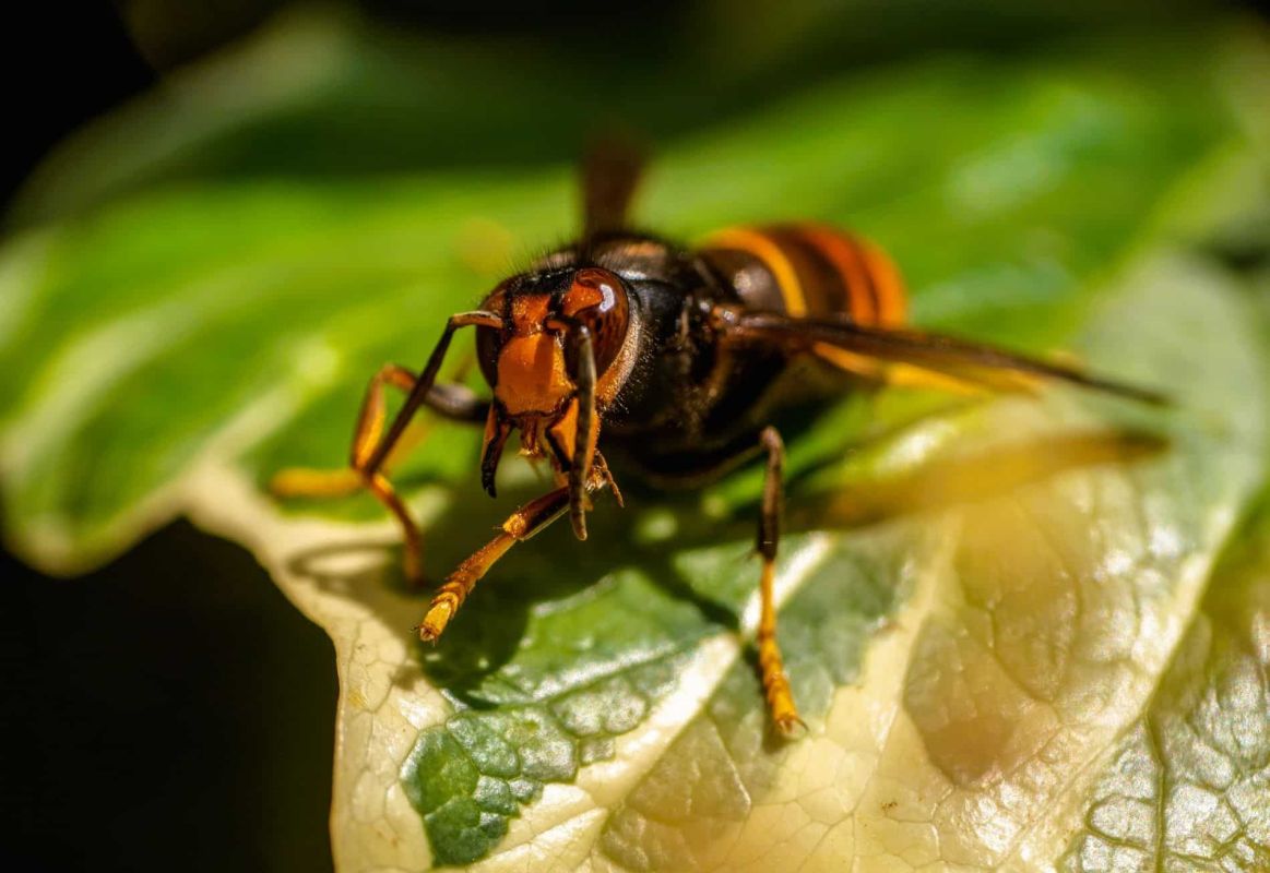 Préparez votre jardin à affronter l'arrivée du frelon asiatique
