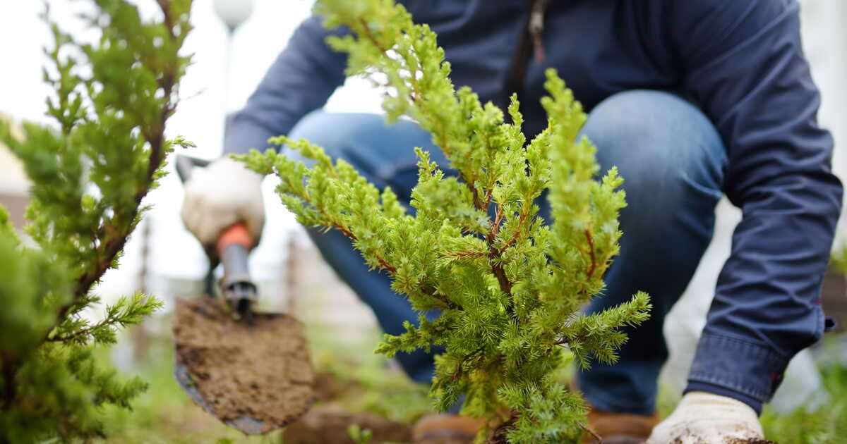 Choisir ses plantes d'extérieur : 3 conseils pratiques pour maximiser l'exposition