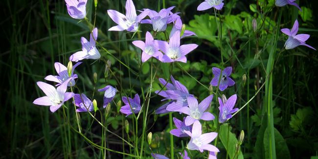 Campanule raiponce (Campanula rapunculus), la plante aux multiples vertus